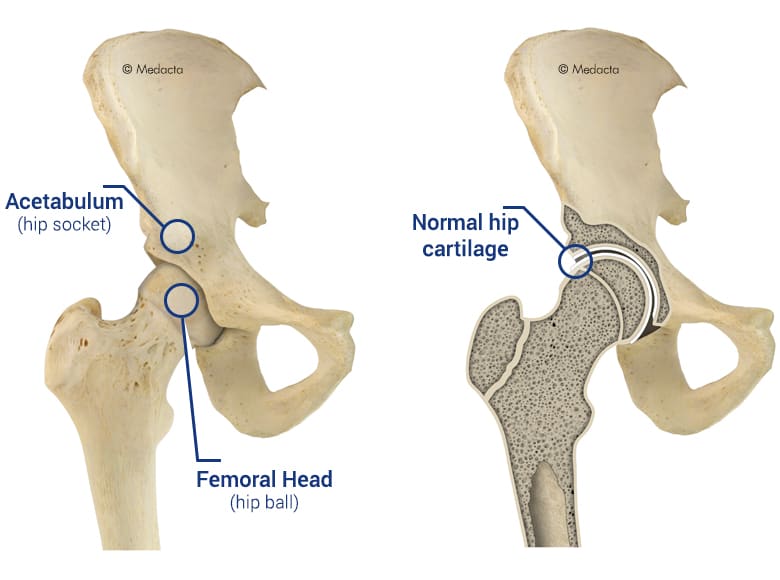 hip anatomy