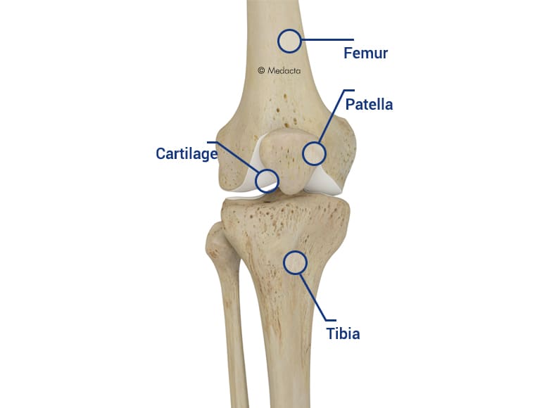 knee anatomy